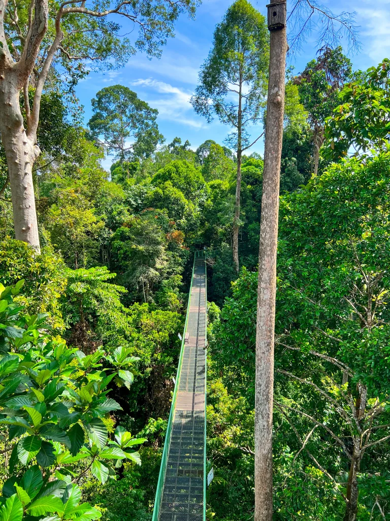 Parc naturel à Borneo